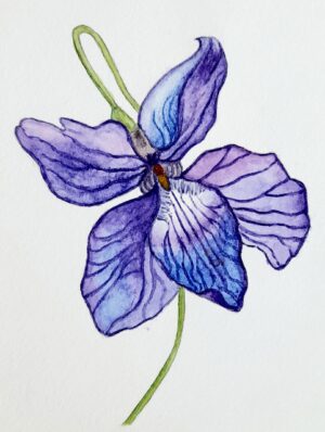 Нежная фиалка, 14*21, бумага, акварель, 2022